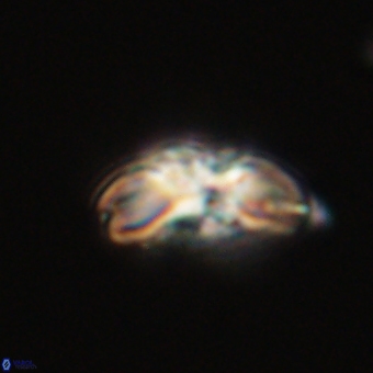 Cyclagelosphaera elevatocycla 68746