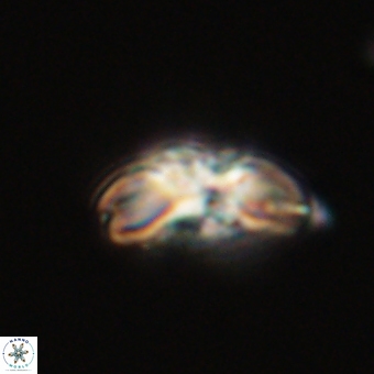 Cyclagelosphaera elevatocycla 68746