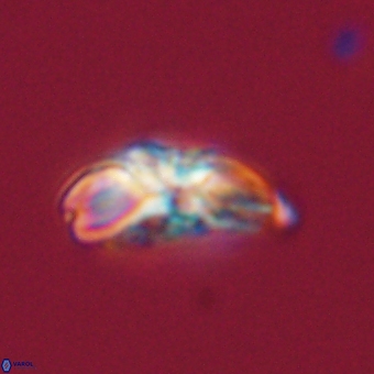 Cyclagelosphaera elevatocycla 68747
