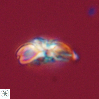 Cyclagelosphaera elevatocycla 68747
