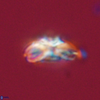 Cyclagelosphaera elevatocycla 68748