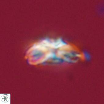 Cyclagelosphaera elevatocycla 68748