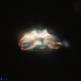 Cyclagelosphaera elevatocycla 68749