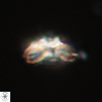 Cyclagelosphaera elevatocycla 68749