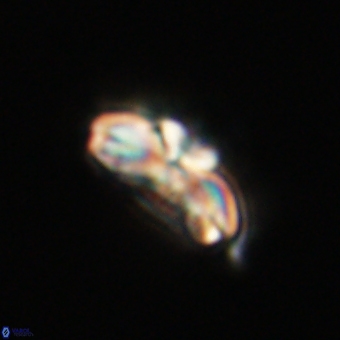 Cyclagelosphaera elevatocycla 68750