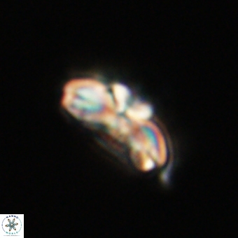 Cyclagelosphaera elevatocycla 68750