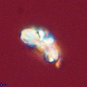 Cyclagelosphaera elevatocycla 68751