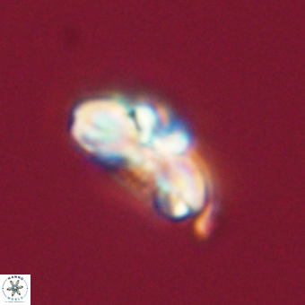 Cyclagelosphaera elevatocycla 68751