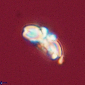 Cyclagelosphaera elevatocycla 68752