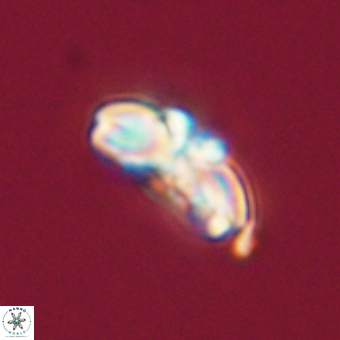 Cyclagelosphaera elevatocycla 68752