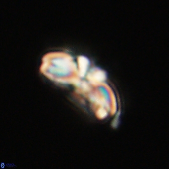 Cyclagelosphaera elevatocycla 68753