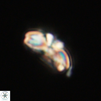 Cyclagelosphaera elevatocycla 68753