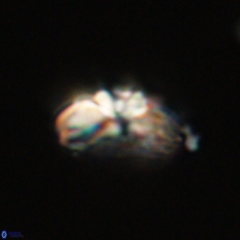 Cyclagelosphaera elevatocycla 68754