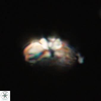 Cyclagelosphaera elevatocycla 68754