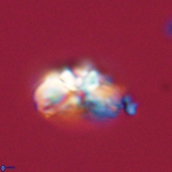 Cyclagelosphaera elevatocycla 68755