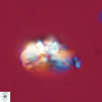 Cyclagelosphaera elevatocycla 68755