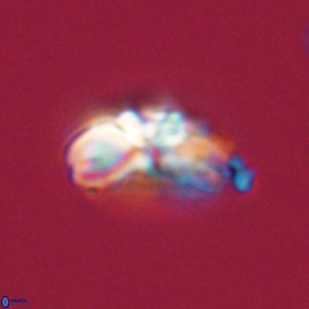 Cyclagelosphaera elevatocycla 68756