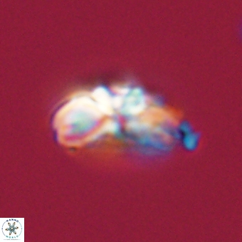 Cyclagelosphaera elevatocycla 68756