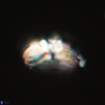 Cyclagelosphaera elevatocycla 68757