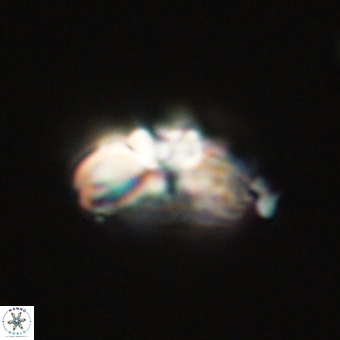 Cyclagelosphaera elevatocycla 68757