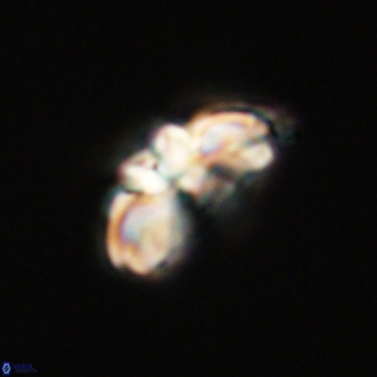 Cyclagelosphaera elevatocycla 68758