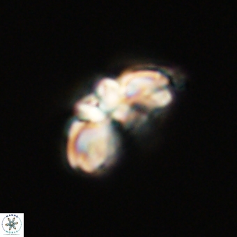 Cyclagelosphaera elevatocycla 68758