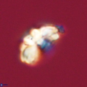 Cyclagelosphaera elevatocycla 68759