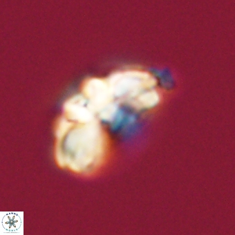 Cyclagelosphaera elevatocycla 68759