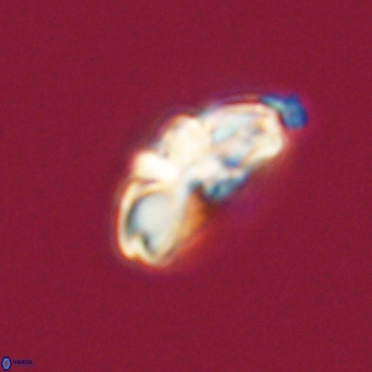 Cyclagelosphaera elevatocycla 68760