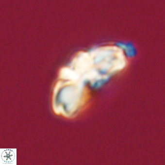 Cyclagelosphaera elevatocycla 68760