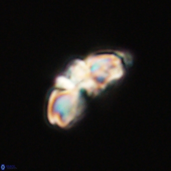 Cyclagelosphaera elevatocycla 68761