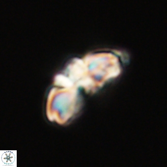 Cyclagelosphaera elevatocycla 68761