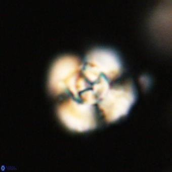 Cyclagelosphaera elevatocycla 68762