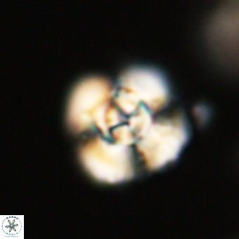 Cyclagelosphaera elevatocycla 68762