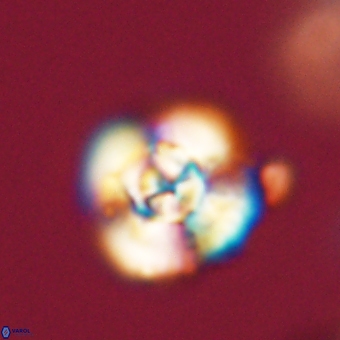 Cyclagelosphaera elevatocycla 68763