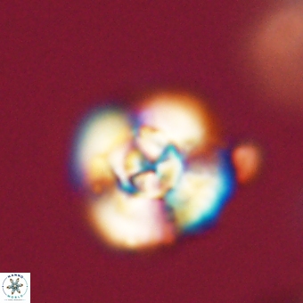 Cyclagelosphaera elevatocycla 68763