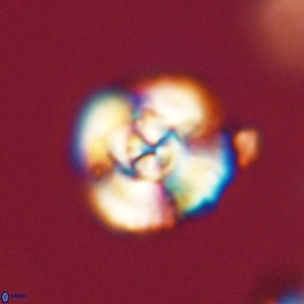 Cyclagelosphaera elevatocycla 68764