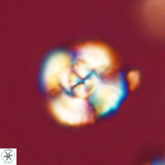 Cyclagelosphaera elevatocycla 68764