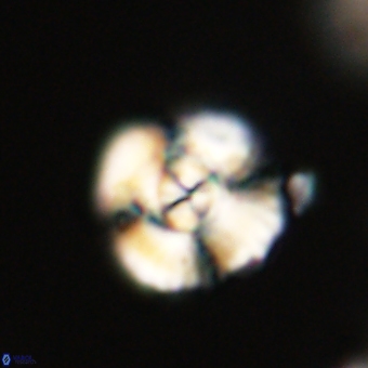 Cyclagelosphaera elevatocycla 68765
