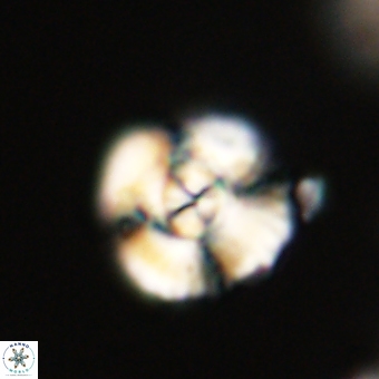Cyclagelosphaera elevatocycla 68765