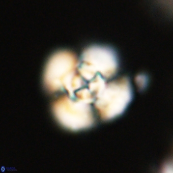 Cyclagelosphaera elevatocycla 68766