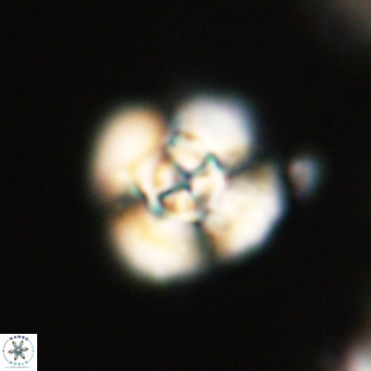 Cyclagelosphaera elevatocycla 68766