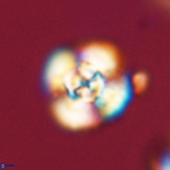 Cyclagelosphaera elevatocycla 68767