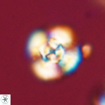 Cyclagelosphaera elevatocycla 68767