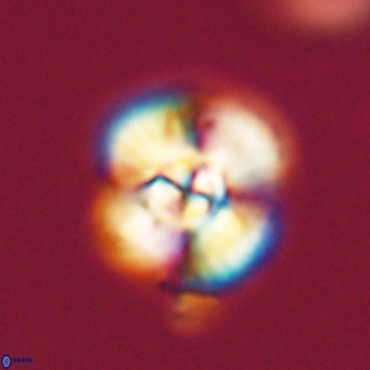 Cyclagelosphaera elevatocycla 68768