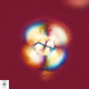 Cyclagelosphaera elevatocycla 68768