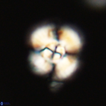 Cyclagelosphaera elevatocycla 68769
