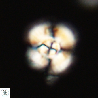 Cyclagelosphaera elevatocycla 68769