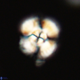 Cyclagelosphaera elevatocycla 68770
