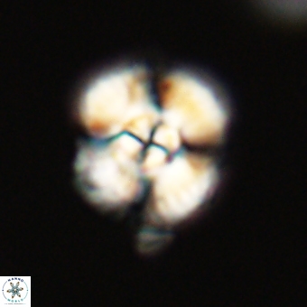 Cyclagelosphaera elevatocycla 68770